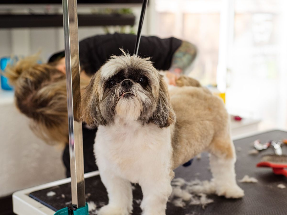 A freshly groomed dog standing on the table at the end of an appointment.