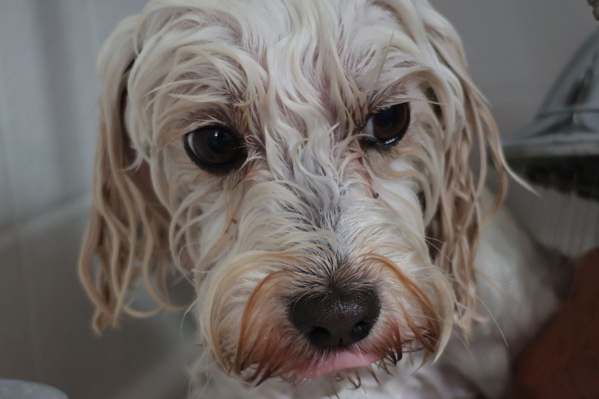 A small dog being bathed at a grooming station.