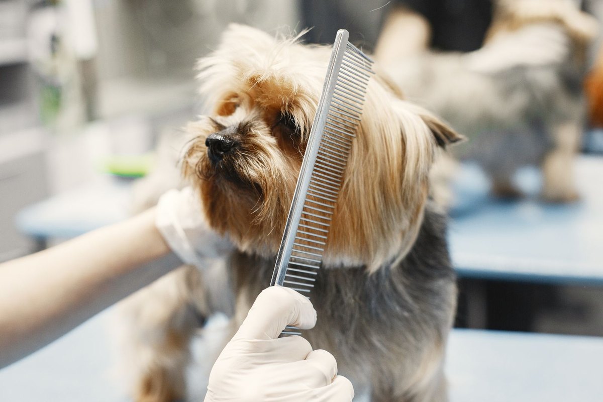 A steel comb being drawn through a dog's coat.