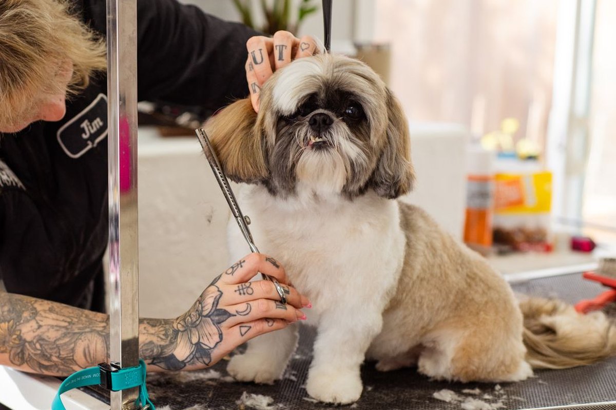 A dog's legs being trimmed on a grooming table.
