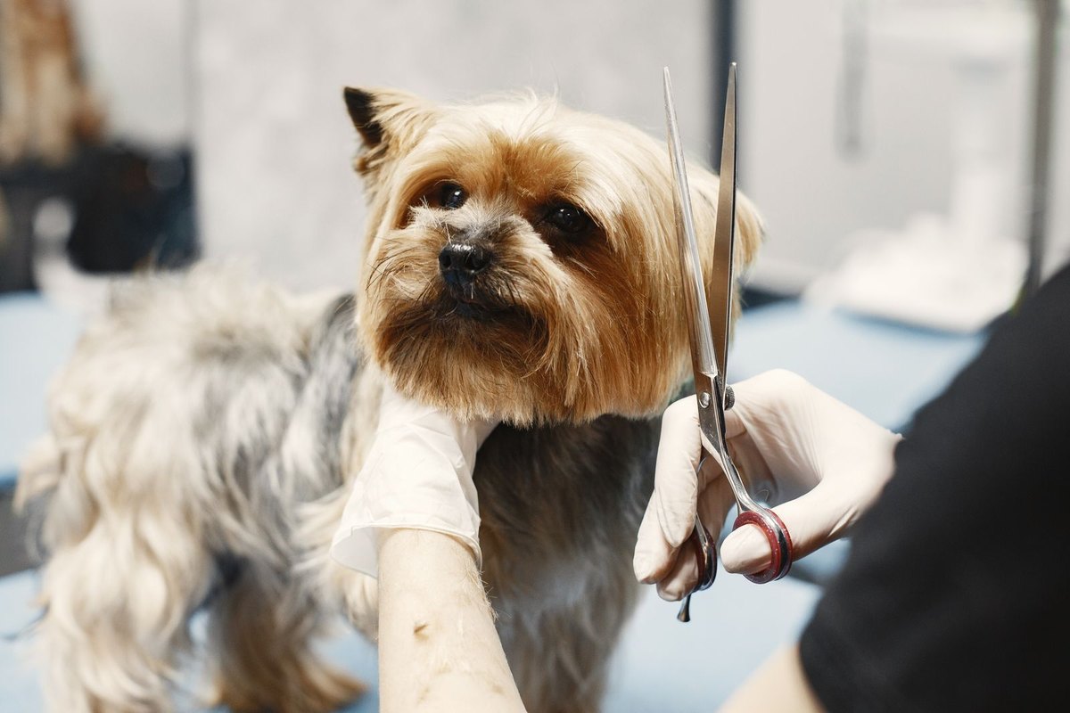 Scissor work on a long-coated dog, loose fur on the table.