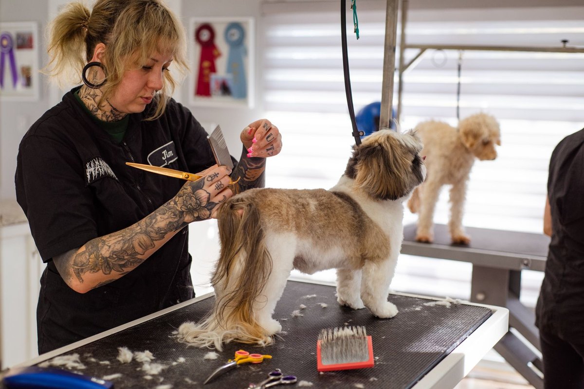 A groomer at work in the grooming room, a second dog waiting behind.