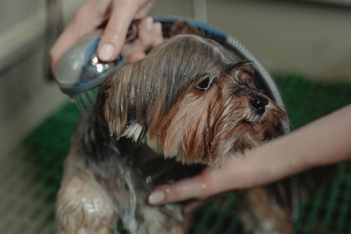 Shampoo being worked through a dog's coat during the bath.
